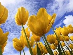 Yellow tulips 